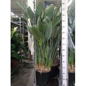 Strelitzia reg.