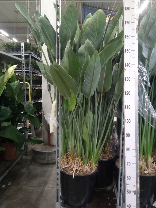 <h4>Strelitzia reg.</h4>