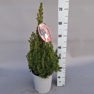 PICEA GL CONICA