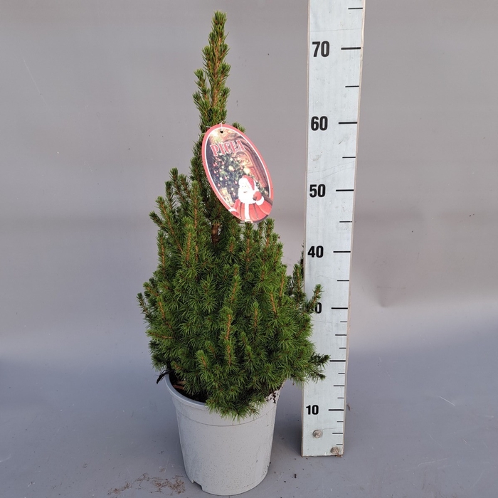 <h4>PICEA GL CONICA</h4>