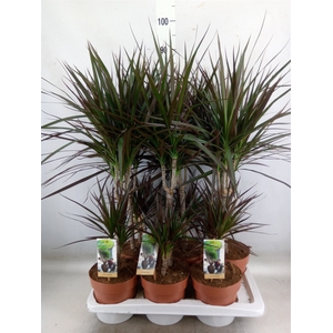 Dracaena marg. 'Magenta'
