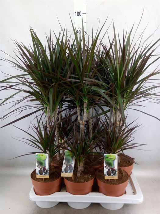 <h4>Dracaena marg. 'Magenta'</h4>