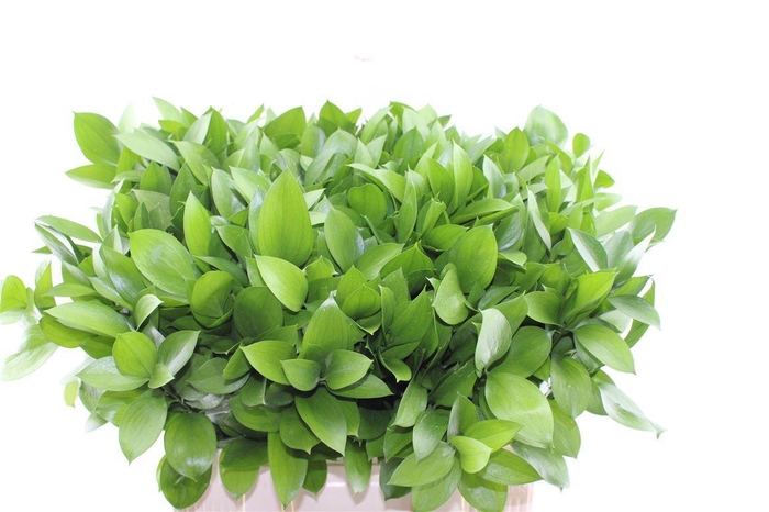 <h4>Ruscus Hypophyllum</h4>