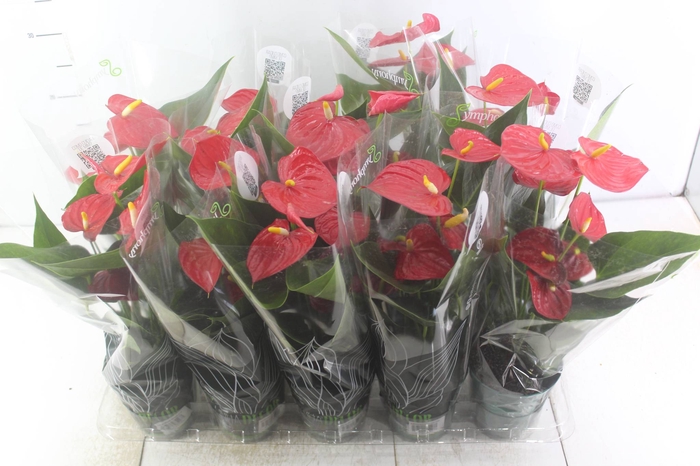<h4>ANTHURIUM VARIADO P12</h4>