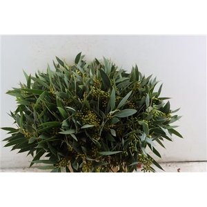 Euca Exoticabes Za 45 Cm