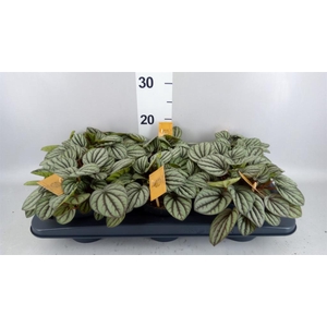 Peperomia albov. 'Mistique'