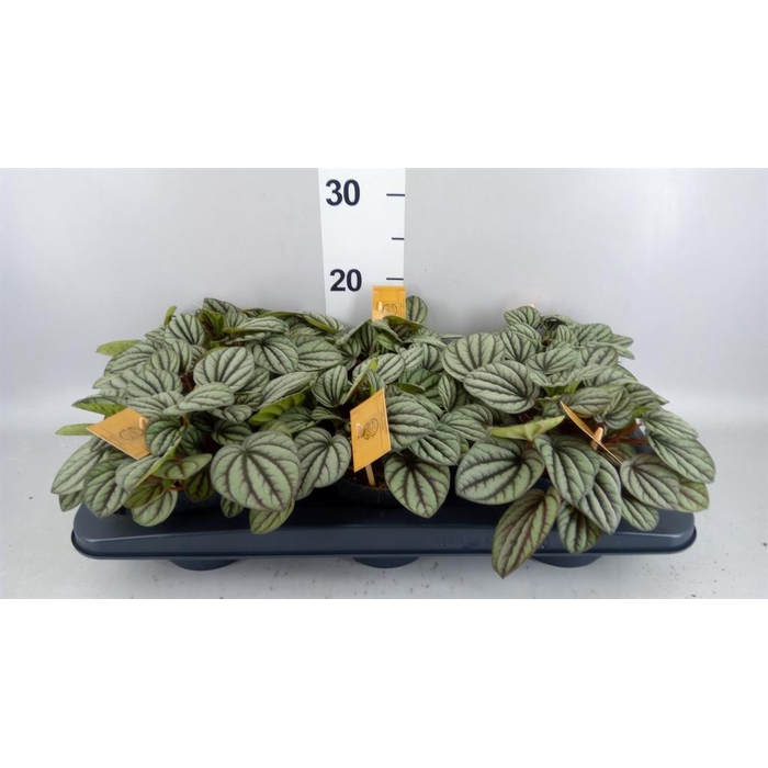 <h4>Peperomia albov. 'Mistique'</h4>