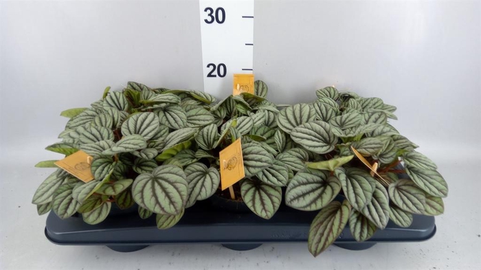 Peperomia albov. 'Mistique'