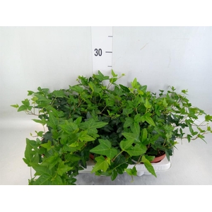 Hedera   ...green leafed