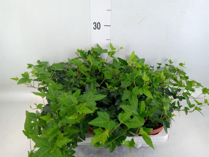 <h4>Hedera   ...green leafed</h4>