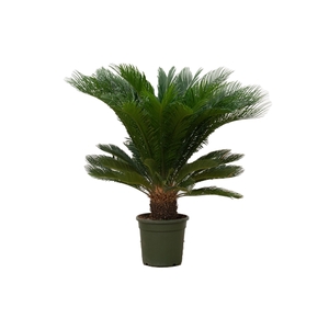 Cycas Revoluta - 120cm