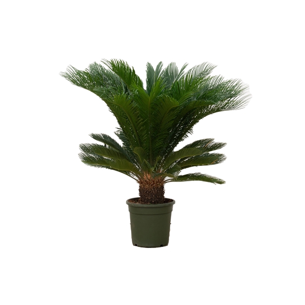 <h4>Cycas Revoluta - 120cm</h4>