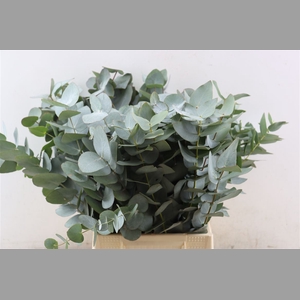 Euca Cinerea 55 Cm P Stem S A