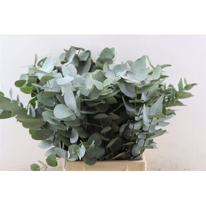 Euca Cinerea 55 Cm P Stem S A