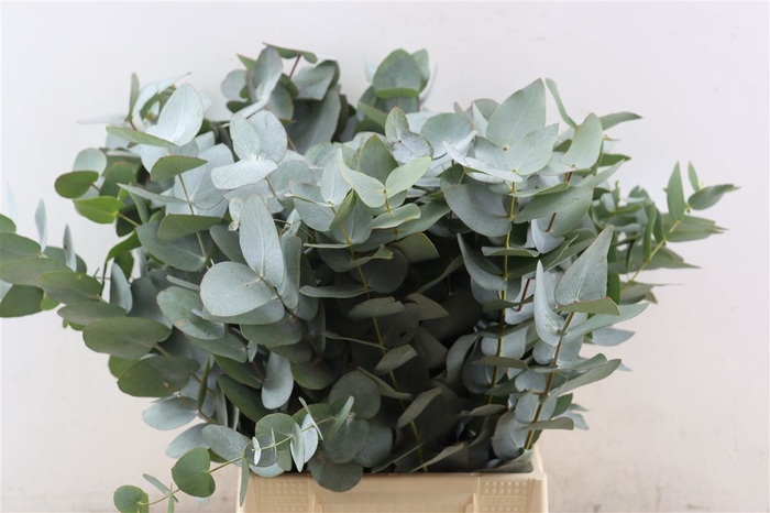 <h4>Euca Cinerea 55 Cm P Stem S A</h4>