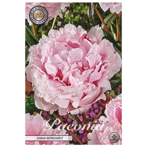 Paeonia Sarah Bernard x1 l