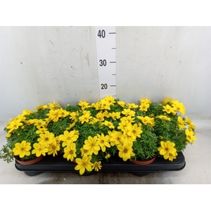 Bidens   ...