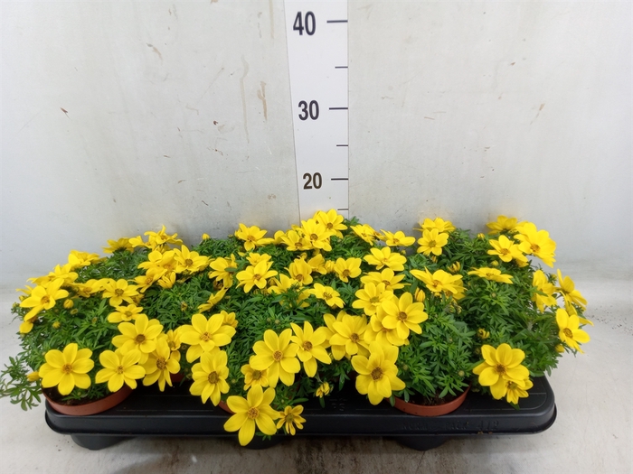 <h4>Bidens   ...</h4>