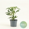 Schefflera Moondrop