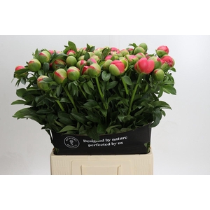 Paeonia coral sunset XXL