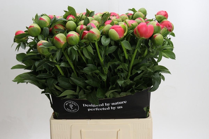 <h4>Paeonia coral sunset XXL</h4>