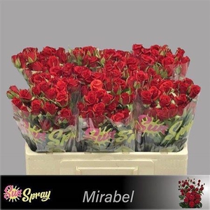 R Tr Mirabel