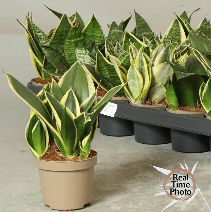 <h4>SANSEV TRIFASCIA  OV</h4>