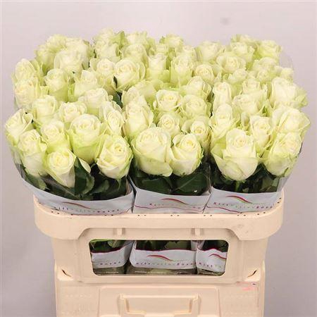 <h4>R Gr Snowstorm+</h4>