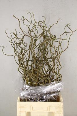 Corylus (1-jarig)
