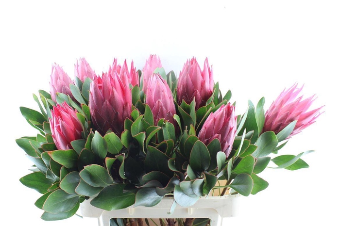 <h4>Protea Cy Madiba</h4>