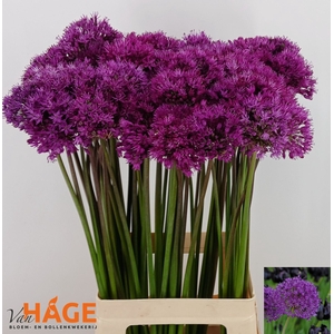ALLIUM PURPLE SENS