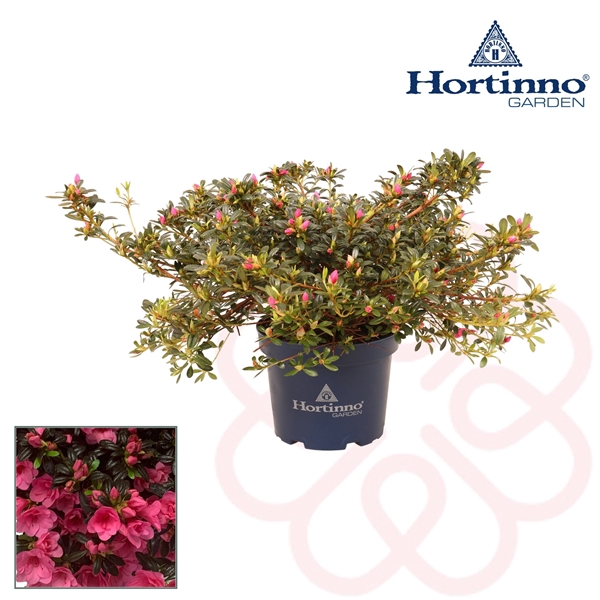<h4>Hortinno® Garden Cascadula Bright Fuchsia bloei 30 - 40 cm</h4>