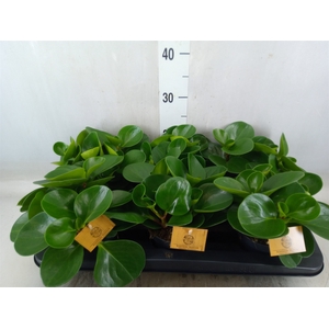 Peperomia obt. 'Green Gold'