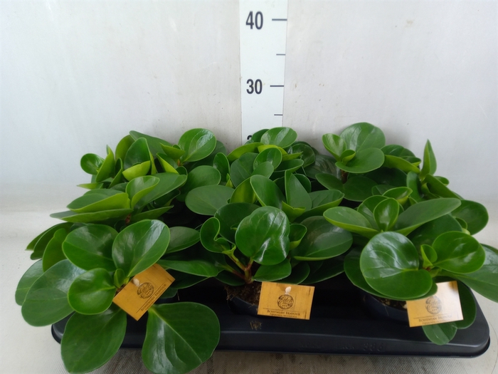 <h4>Peperomia obt. 'Green Gold'</h4>