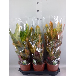 Codiaeum var. GR 'Excellent'