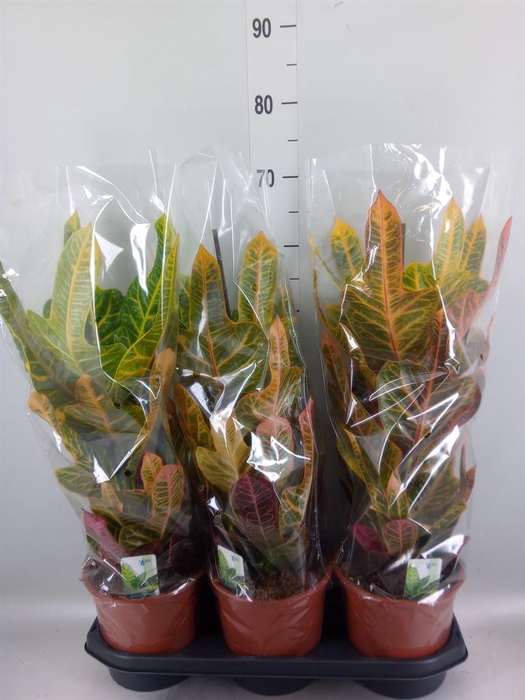 <h4>Codiaeum var. GR 'Excellent'</h4>