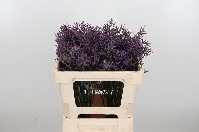 <h4>Lim Saf Dark Blue</h4>