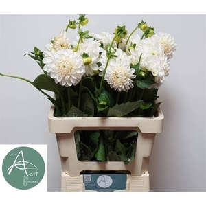 DAHL BALL BOOM BO WH