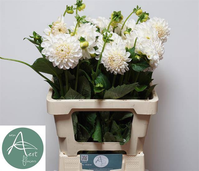 <h4>DAHL BALL BOOM BO WH</h4>