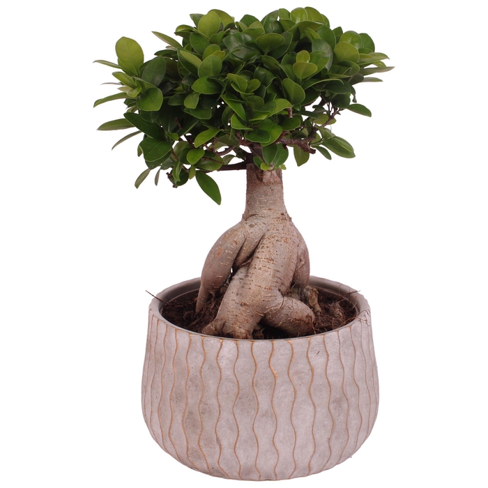<h4>Ficus m. Ginseng Ball Shape Ø20cm in Ø24cm Ceramic PL569</h4>