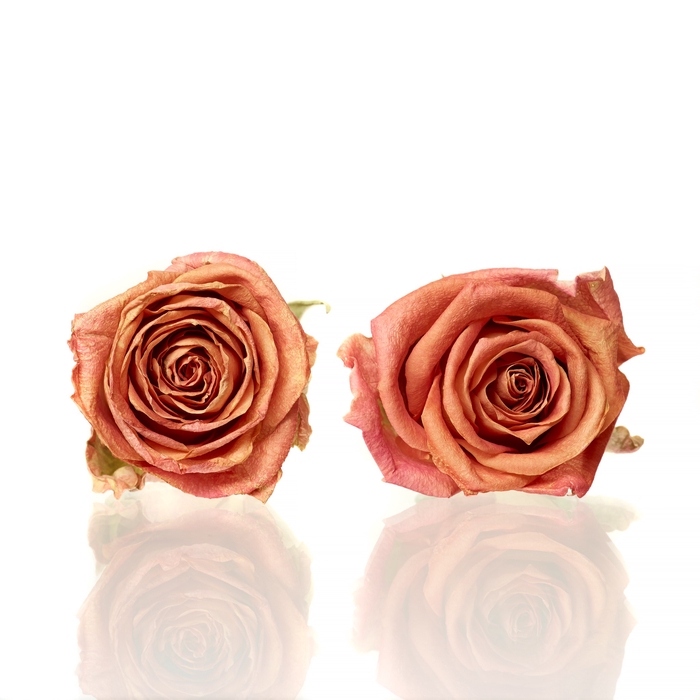 Rose Colandro orange 3,5-4cm