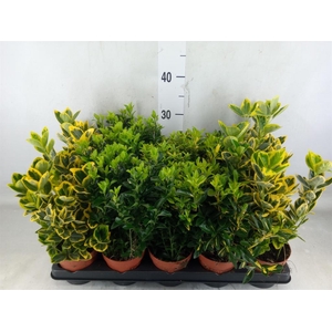 Euonymus japon.   ...mix