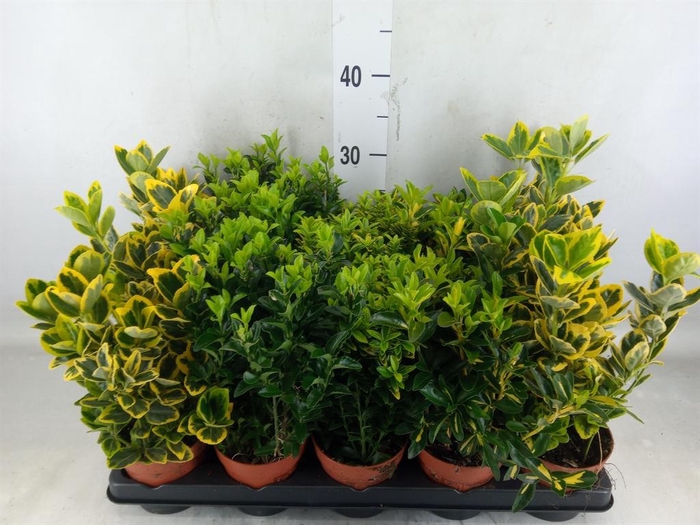 <h4>Euonymus japon.   ...mix</h4>