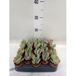 Kalanchoe NF thyrsiflora