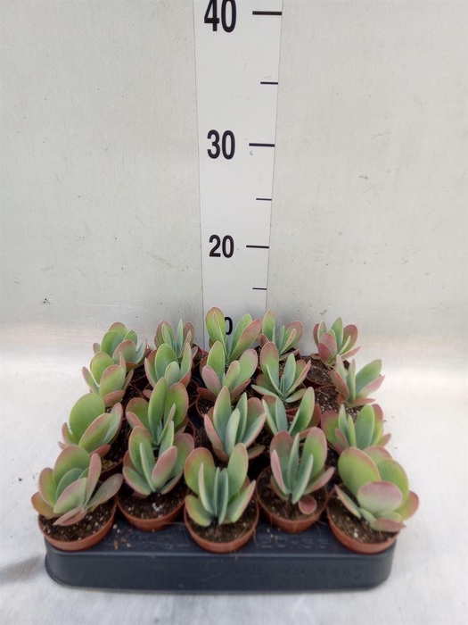<h4>Kalanchoe NF thyrsiflora</h4>