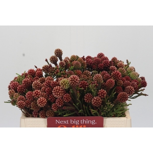 Kaaps Groen Brunia Fraga (Clusterstar Raspberry)
