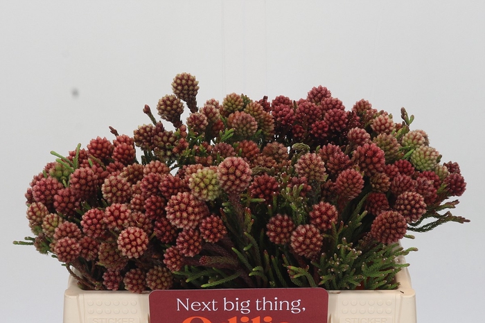 <h4>Kaaps Groen Brunia Fraga (Clusterstar Raspberry)</h4>