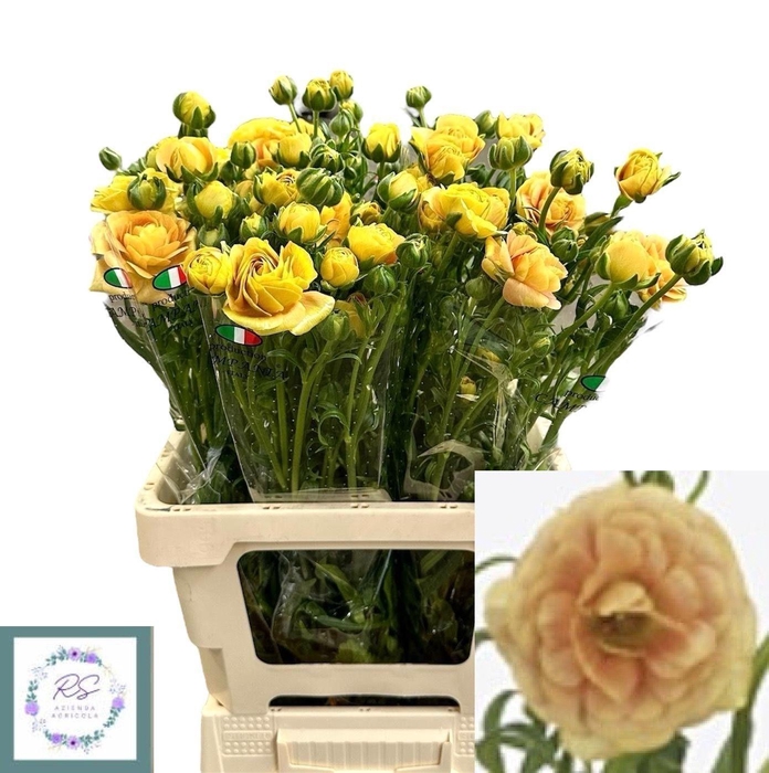 <h4>RAN N MODERNA MIELE</h4>