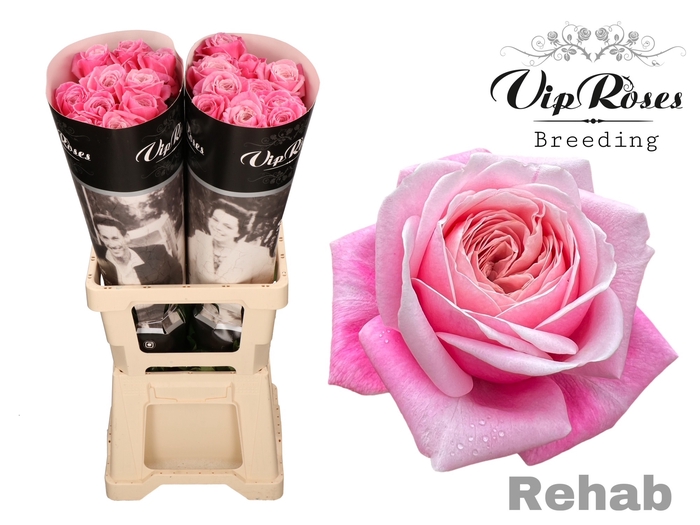 <h4>R GR REHAB</h4>