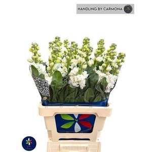 Matth Iron White (it.)